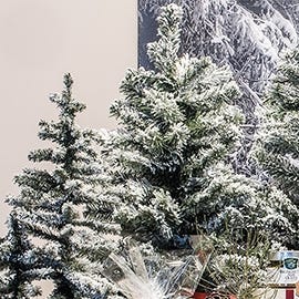 Sapins de Noël et arbres