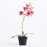 Orchidée rose dans pot H 40 cm