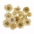 Têtes d'helichrysums séchés blancs Ø3cm - par 6g