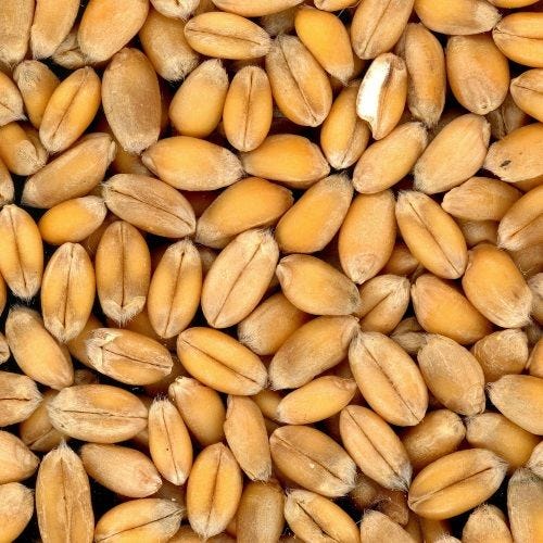 Blé : comprendre cette matière première Blé : comprendre cette matière première