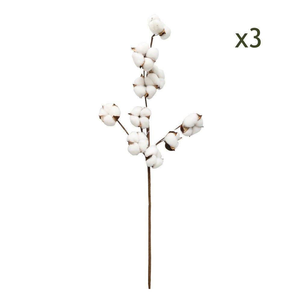 3 Branches de Coton Fleur Séchée Naturelle, H.70cm - CARLEE