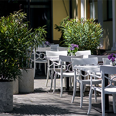 Arbres et plantes vertes pour la terrasse